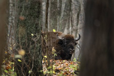 Photo for European bison during rain in Bialowieza national park. The zubr on the meadow. Huge bull is resting between trees in Poland. - Royalty Free Image