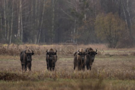 Photo for Group of european bison during rain in Bialowieza national park. The zubr on the meadow. Huge bull is resting between trees in Poland. - Royalty Free Image
