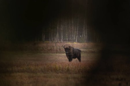 Téléchargez les photos : Bison européen pendant la pluie dans le parc national de Bialowieza. Le zubr sur la prairie. Un énorme taureau se repose entre les arbres en Pologne. - en image libre de droit