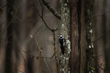 Photo for Great spotted woodpecker is in the wet forest. Woodpecker is looking for food in the forest. Black and white bird with red head. - Royalty Free Image