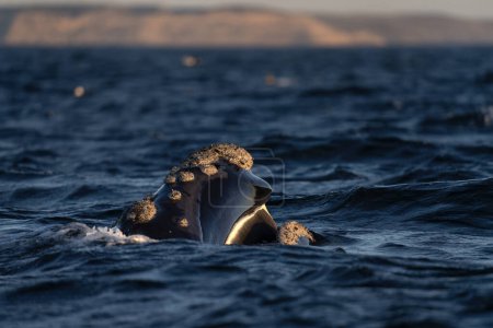 Foto de La ballena franca del sur se está alimentando en la superficie cerca de la península de Valds. Ballenas francas están jugando en la superficie. Ballenas raras cerca de la costa argentina. Océano Atlántico y ballenas que viven allí. - Imagen libre de derechos
