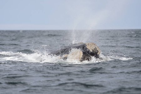 Téléchargez les photos : La baleine noire du Sud respire à la surface près de la péninsule Valds. Les baleines noires jouent à la surface. Baleines rares près de la côte argentine. Océan Atlantique et baleines qui y vivent. - en image libre de droit