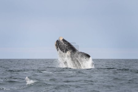 Téléchargez les photos : La baleine noire du Sud fait une brèche près de la péninsule Valds. Les baleines noires jouent à la surface. Baleines rares près de la côte argentine. Océan Atlantique et baleines qui y vivent. - en image libre de droit