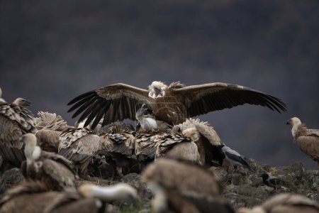 Téléchargez les photos : Griffon vautour dans les montagnes Rhodopes. Gyps fulvus sur le sommet des montagnes de Bulgarie. Ornithologie en hiver. Énorme oiseau brun au cou blanc. Les vautours se battent entre vous. - en image libre de droit