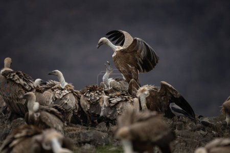 Téléchargez les photos : Griffon vautour dans les montagnes Rhodopes. Gyps fulvus sur le sommet des montagnes de Bulgarie. Ornithologie en hiver. Énorme oiseau brun au cou blanc. Les vautours se battent entre vous. - en image libre de droit