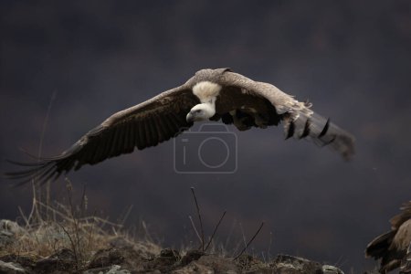 Photo for Griffon vulture in Rhodope mountains. Gyps fulvus on the top of Bulgaria mountains. Ornithology during winter time. Huge brown bird with white neck. Flying vulter in the mountains. - Royalty Free Image