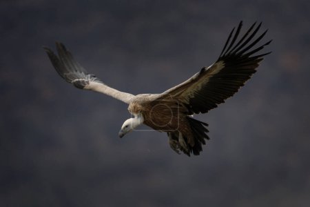 Téléchargez les photos : Griffon vautour dans les montagnes Rhodopes. Gyps fulvus sur le sommet des montagnes de Bulgarie. Ornithologie en hiver. Énorme oiseau brun au cou blanc. Voler vulter dans les montagnes. - en image libre de droit