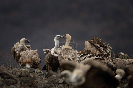 Photo for Griffon vulture in Rhodope mountains. Gyps fulvus on the top of Bulgaria mountains. Ornithology during winter time. Huge brown bird with white neck. Vultures are fighting between yourself. - Royalty Free Image