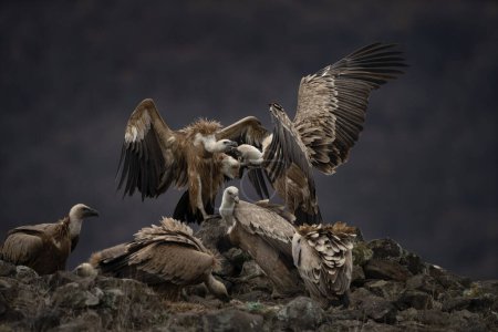 Photo for Griffon vulture in Rhodope mountains. Gyps fulvus on the top of Bulgaria mountains. Ornithology during winter time. Huge brown bird with white neck. Vultures are fighting between yourself. - Royalty Free Image