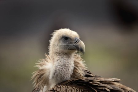 Téléchargez les photos : Griffon vautour dans les montagnes Rhodopes. Gyps fulvus sur le sommet des montagnes de Bulgarie. Ornithologie en hiver. Énorme oiseau brun avec cou blanc. - en image libre de droit