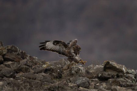 Foto de Buitre común en las montañas Rhodope. Buteo buteo en las montañas rocosas durante el invierno. Buitre marrón común cerca de la presa. - Imagen libre de derechos