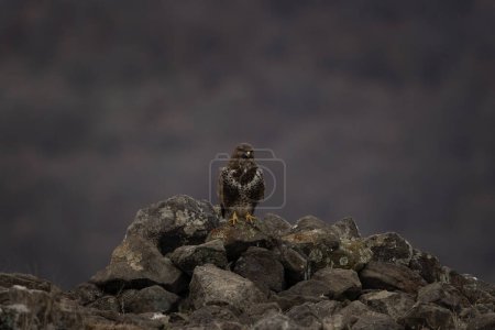 Foto de Buitre común en las montañas Rhodope. Buteo buteo en las montañas rocosas durante el invierno. Buitre marrón común cerca de la presa. - Imagen libre de derechos