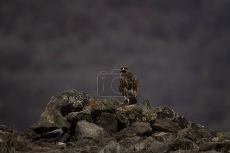 Photo for Common buzzard in Rhodope mountains. Buteo buteo in the rockies mountains during winter. Common brown buzzard near the prey. - Royalty Free Image