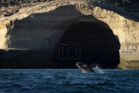 Photo for Southern right whales near Valds peninsula. Behavior of right whales on surface. Marine life near Argentina coast. - Royalty Free Image
