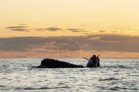 Téléchargez les photos : Baleines noires du Sud près de la péninsule de Valds. Comportement des baleines noires à la surface. Vie marine près de la côte argentine. Les mouettes attaquent les baleines noires à la surface. - en image libre de droit