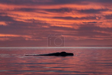 Photo for Southern right whales near Valds peninsula. Behavior of right whales on surface. Marine life near Argentina coast. - Royalty Free Image