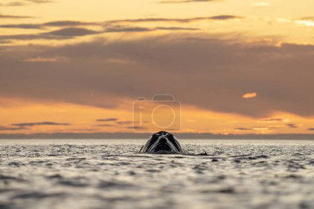 Téléchargez les photos : Baleines noires du Sud près de la péninsule de Valds. Comportement des baleines noires à la surface. Vie marine près de la côte argentine. - en image libre de droit