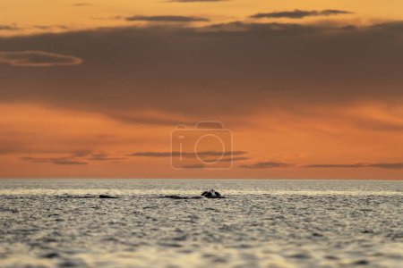 Foto de Ballenas francas del sur cerca de la península de Valds. Comportamiento de ballenas francas en superficie. Vida marina cerca de costa argentina. - Imagen libre de derechos