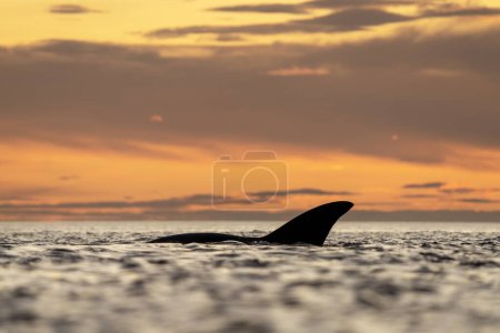 Foto de Ballenas francas del sur cerca de la península de Valds. Comportamiento de ballenas francas en superficie. Vida marina cerca de costa argentina. - Imagen libre de derechos