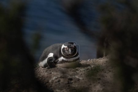 Téléchargez les photos : Pingouin de Magellan sur la plage de la péninsule de Valds. Colonie de pingouins en Argentine. Oiseaux noirs et blancs sur la plage. - en image libre de droit