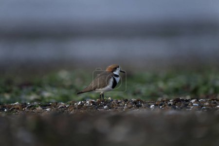 Foto de Dos chorlitos se pasean por la playa en la península de Valds. Charadrius falklandicus está buscando comida en la playa. Pájaro blanco y marrón con tiras negras. - Imagen libre de derechos