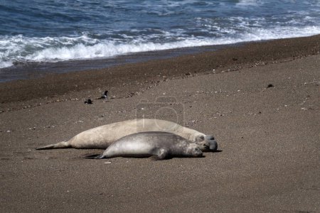 Téléchargez les photos : L'éléphant phoque du Sud est allongé sur la plage. Colonie de phoques éléphants dans la péninsule de Valds en Argentine. Seal mâle et femelle restent ensemble. - en image libre de droit