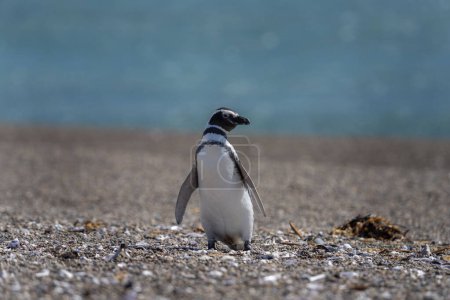 Téléchargez les photos : Pingouin de Magellan sur la plage de la péninsule de Valds. Colonie de pingouins en Argentine. Oiseaux noirs et blancs sur la plage. - en image libre de droit