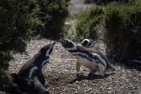 Photo for Magellanic penguin on beach on Valds peninsula. Penguins colony in Argentina. Black and white birds on the beach. - Royalty Free Image