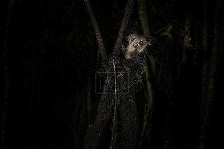 Foto de Sí, sí, durante la noche en Madagascar. El lémur curioso está buscando comida. Lemur se parece a Yoda de Star Wars. Lemurs en la isla de Madagascar. - Imagen libre de derechos