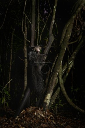 Foto de Sí, sí, durante la noche en Madagascar. El lémur curioso está buscando comida. Lemur se parece a Yoda de Star Wars. Lemurs en la isla de Madagascar. - Imagen libre de derechos