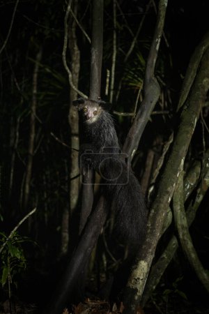 Téléchargez les photos : Aye aye pendant la nuit sur Madagascar. Curieux lémurien est à la recherche de nourriture. Lémurien ressemble à Yoda de Star Wars. Lémuriens sur l'île de Madagascar. - en image libre de droit