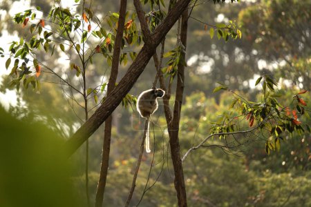 Foto de Sifaka marcada durante el atardecer en el bosque. Propithecus diadema está trepando sobre el árbol en Madagascar. Lémur colorido en el parque. - Imagen libre de derechos