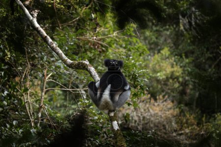 Téléchargez les photos : Indri sur l'arbre de l'île de Madagascar. Le plus grand lémurien de Madagascar. Des primates noirs et blancs dans la forêt. Faune exotique. - en image libre de droit