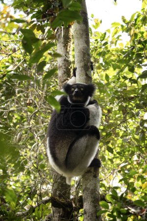 Foto de Indri en el árbol en la isla de Madagascar. El lémur más grande de Madagascar. Primado blanco y negro en el bosque. Vida silvestre exótica. - Imagen libre de derechos