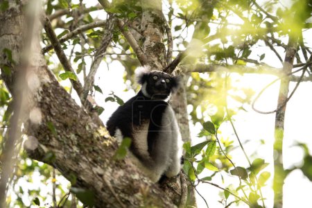 Photo for Indri on the tree in Madagascar island. The biggest lemur on Madagascar. Black and white primate in the forest. Exotic wildlife. - Royalty Free Image