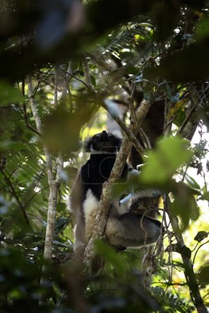 Téléchargez les photos : Indri sur l'arbre de l'île de Madagascar. Le plus grand lémurien de Madagascar. Des primates noirs et blancs dans la forêt. Faune exotique. - en image libre de droit