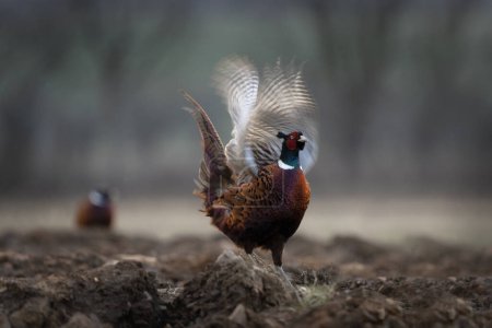 Photo for Common pheasant during mating season. Flock of pheasants with dominant male. Spring in Europe. - Royalty Free Image