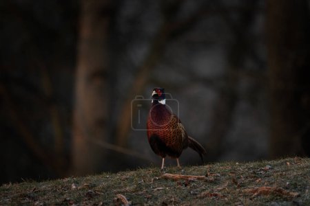 Photo for Common pheasant during mating season. Flock of pheasants with dominant male. Spring in Europe. - Royalty Free Image