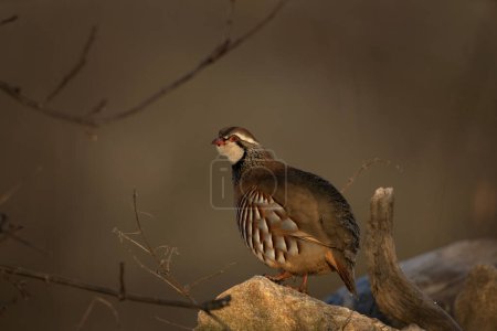Photo for Red legged partridge on the field during winter. Alectoris rufa in European nature. Colorful bird in natural habitat. - Royalty Free Image