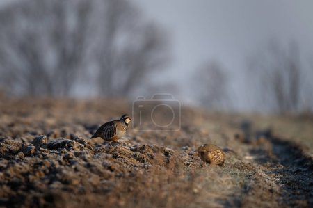 Foto de Perdiz de patas rojas en el campo durante el invierno. Alectoris rufa de carácter europeo. Colorido pájaro en hábitat natural. - Imagen libre de derechos