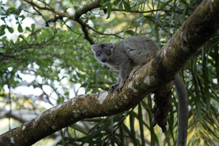Téléchargez les photos : Lémurien brun commun dans la forêt. Eulemur fulvus grimpe sur l'arbre à Madagascar. Lémurien gris dans le parc. - en image libre de droit