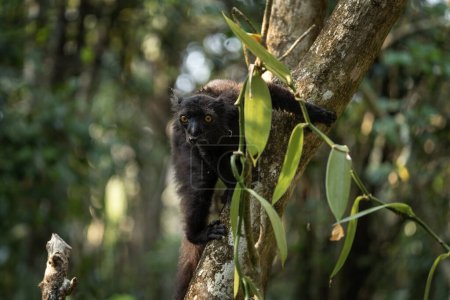 Téléchargez les photos : Lémurien noir dans la forêt. Eulemur macaco grimpe sur l'arbre à Madagascar. Lémurien foncé dans le parc. - en image libre de droit