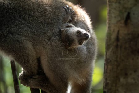 Photo for Crowned lemur with baby in the forest. Group of lemurs in Madagascar nature. Gray lemur with brown head. - Royalty Free Image