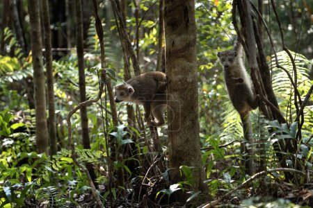 Téléchargez les photos : Lémurien couronné avec bébé dans la forêt. Groupe de lémuriens à Madagascar nature. Lémurien gris avec tête brune. - en image libre de droit