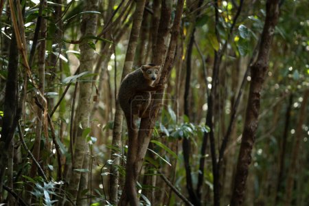 Téléchargez les photos : Lémurien couronné avec bébé dans la forêt. Groupe de lémuriens à Madagascar nature. Lémurien gris avec tête brune. - en image libre de droit