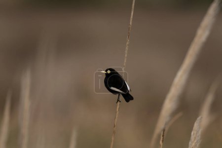 Photo for Spectacled tyrant is sitting on the grass near Atlantic ocean. Calm hymenops perspicillatus in the bushes. Black bird with white eyes. - Royalty Free Image