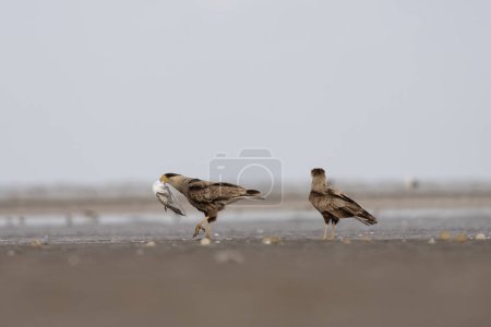 Photo for Crested caracara with its prey. Caracara plancus is eating small bird. Common bird hunter in South America. Mexican eagle on the beach. - Royalty Free Image