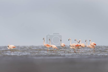 Photo for Chilean flamingos are looking for food on the Argentina coast. Flock of flamingos in the ocean. Pink bird with long neck. - Royalty Free Image