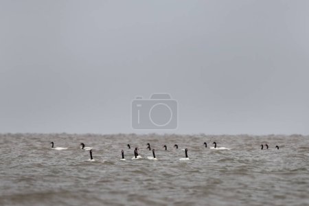 Photo for Flock of black necked swan in Argentina's coast. Swans are stay near Atlantic ocean. White big bird with black neck and red head. - Royalty Free Image