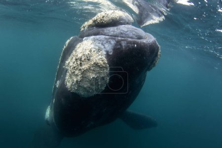Photo for Southern right whale near the surface in Argentina. Right whale around Valds peninsula. Rare cetacean is playing during mating time. - Royalty Free Image